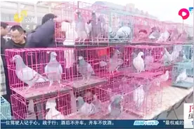 德州鸽子节开幕！五湖四海“鸽子”齐聚，信鸽独特比赛方式超有趣视频封面