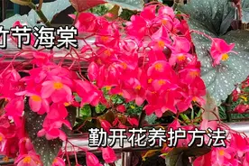 怎样让竹节海棠勤开花、多开花，避免落花掉蕾呢？这几点是关键视频封面