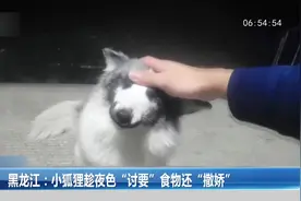 黑龙江：小狐狸趁夜色“讨要”食物还“撒娇”视频封面