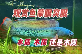 观赏鱼眼睛变白凸起，水质不好常见蒙眼突眼：养鱼笔记第3季104集视频封面