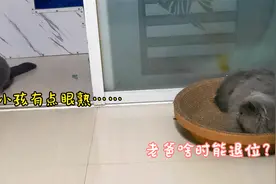 胖猫父子反目成仇，见面就打架，猫爸绝育后一段时间，画风变了视频封面