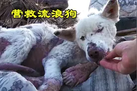 狗狗到底有多忠诚？即使饿到极点，它仍将人类的安全放在第一位！视频封面