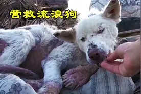狗狗到底有多忠诚？即使饿到极点，它仍将人类的安全放在第一位！视频封面