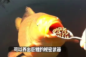 养出巨鲤的秘密武器 你的锦鲤吃几天 就能看到明显的增肥效果视频封面