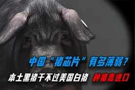 外国种猪3万一头，中国每年至少进口两万头，本土种猪不行么？视频封面