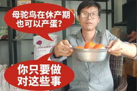 很多人问我，为什么母鸵鸟在休产期也能产蛋？因为我做对了这些事视频封面