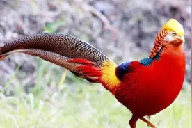 二级保护动物也能养？冯姐养殖红腹锦鸡种鸡，人工饲养合法不？