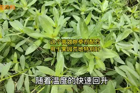 这个除草配方，用于果园和荒地除草，喷一次能管60天视频封面