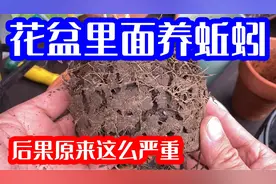 原来后果这么严重，花盆里养蚯蚓到底好不好？视频封面