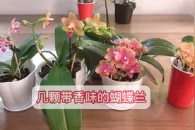 介绍几颗带香味的蝴蝶兰视频封面