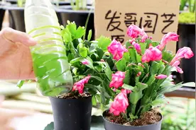 给蟹爪兰浇1种“万能水”，生长更旺，花开满枝头视频封面