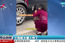 主人出嫁 狗狗拦住婚车不让走视频封面
