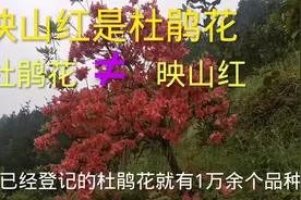 什么是映山红，什么是杜鹃花，科普一下，老傅的解说你明白了吗视频封面
