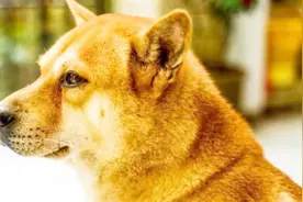 大黄土狗颜值高标准，“头破额，尾向左，三角眼加猫耳朵”