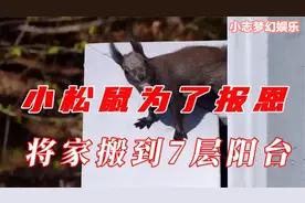 小姐姐救了小松鼠，没曾想这家伙赖上了小姐姐，并还赠送额外惊喜视频封面