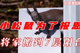 小姐姐救了小松鼠，没曾想这家伙赖上了小姐姐，并还赠送额外惊喜视频封面