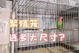 养鹦鹉还不知道选多大尺寸繁殖笼的家人进来看看，不要盲目选了