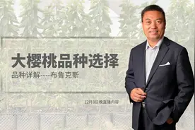 大樱桃品种优缺点介绍--布鲁克斯