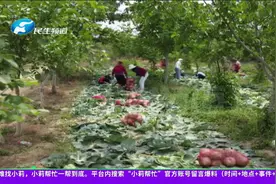 河南郑州：五十亩包菜大丰收，志愿者帮忙找销路视频封面