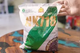 种什么玉米种子才能大丰收？园艺师教你，认准NK718，高产又好种视频封面