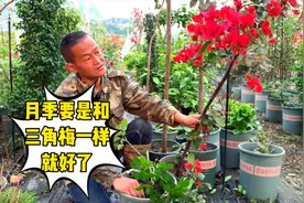 月季好看不好养，两广养月季真的很难爆花视频封面