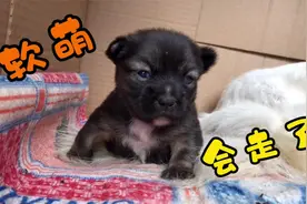 小狗崽会走了，一摇一晃，心都被萌化了视频封面