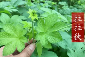 农村不值钱的拉拉秧，煮水泡脚厉害了，快看下对你有帮助吗？