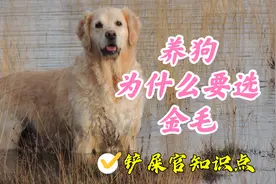 一个视频告诉你为什么养狗就要选金毛视频封面