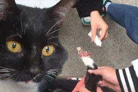 流浪猫爪子断了一半，流血流脓，见妹子就叫：求你，快帮帮我视频封面