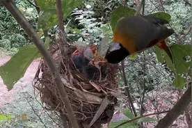 鸟妈妈给小鸟喂超大昆虫，小鸟能吞下去吗？视频封面