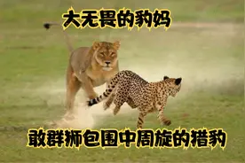 勇敢豹妈孤身智斗狮子，在狮群包围中拯救孩子，豹妈太难了！视频封面