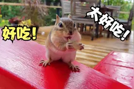 一只喜欢吃葡萄的野生花栗鼠，专门挑甜的吃，不甜就扔掉