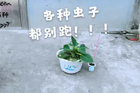 阳台种菜花卉生密虫、蚂蚁、小飞虫不用担心 这个方法用好2天恢复视频封面