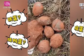一挖就是10多枚！广东茂名再现恐龙蛋化石！视频封面