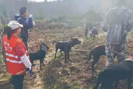 四川通江2万头野猪泛滥：属国家保护动物，毁坏庄稼农民也不敢杀视频封面