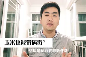 养猪人要知道，非瘟病毒在玉米中可以存活一个月，三措施切断传播视频封面