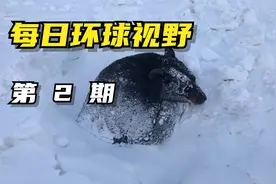 3月16日，四只大熊猫围着桌子就餐，NASA新登月服问世视频封面
