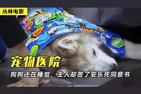 狗狗还在睡觉，主人却把安乐死同意书签了，看完忍不住泪奔视频封面