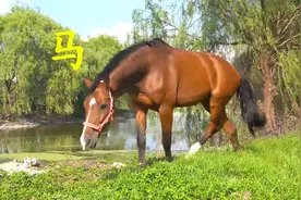 如何学习马字？认知马的字词成语句子——听沐晓老师讲汉字故事