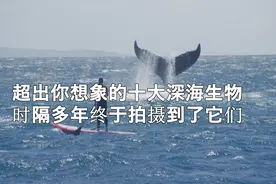 超出你想象的十大深海怪物！你见过几个？视频封面