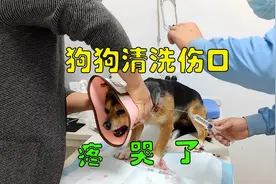 医生给狗狗清洗伤口，当针管插入伤口那一刻，狗狗的反应看哭了
