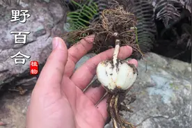 中药材“百合”原来长这样！野生的如今太难找，看到你认识吗?视频封面