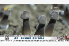 成武发展特色种植，黑皮鸡枞菌撑起农民“致富伞”，助力乡村振兴视频封面