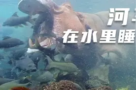 大块头河马，除了会潜水，居然还能在水里睡觉视频封面