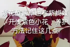 紫花酢酱草也称紫蝴蝶，开浅紫色小花，养护方法记住这几点视频封面