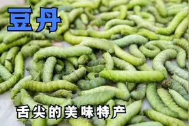 你敢吃这种虫子吗，它叫豆丹，好吃的超乎你想象视频封面