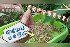 瓜果蔬菜自己留种，发芽率高又省钱！这些果蔬种子评论免费分享！视频封面