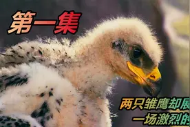 为什么只有一只雏鹰能长大？看完这个故事，你就知道答案了视频封面