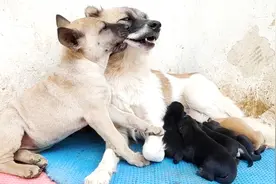 家里的母狗产下6只萌宝，另外一只小狗开心得满地打滚，太可爱了视频封面