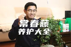 园艺师教你常春藤怎么养，这可能是关于常春藤，最全面的教程了视频封面